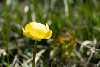 scheiblingstein trollblume