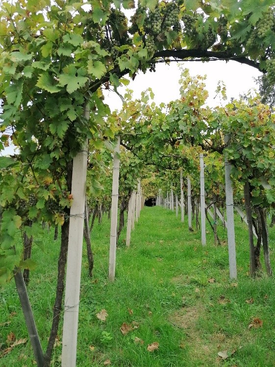 6 Wanderweg durch Weingaerten