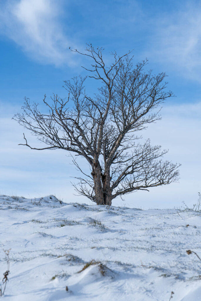 Freistehender Baum im Schnee