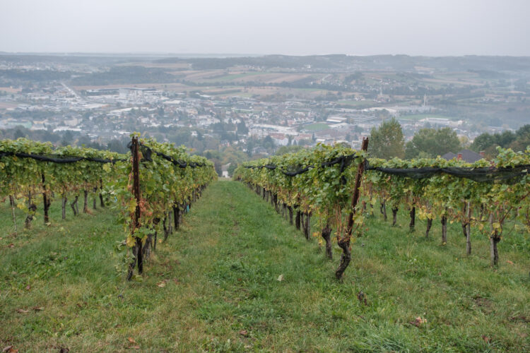 Weingarten mit Ausblick