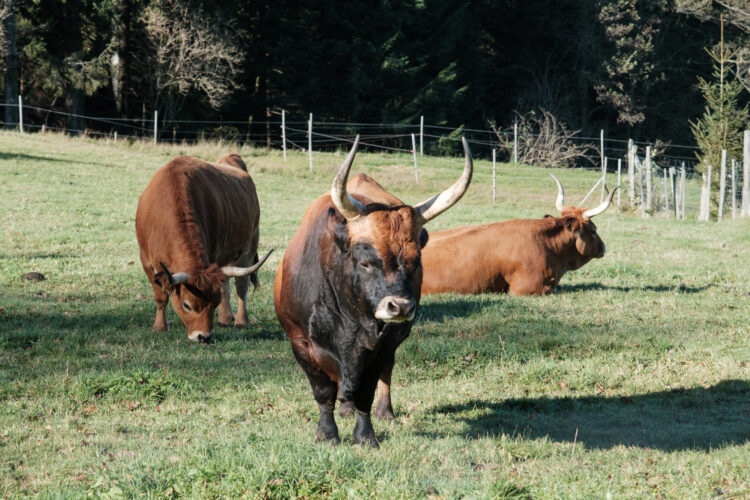 huebsche kuehe oberhaag