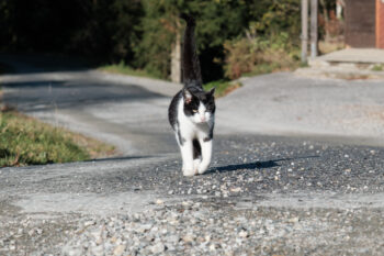 katze grenzpanoramaweg