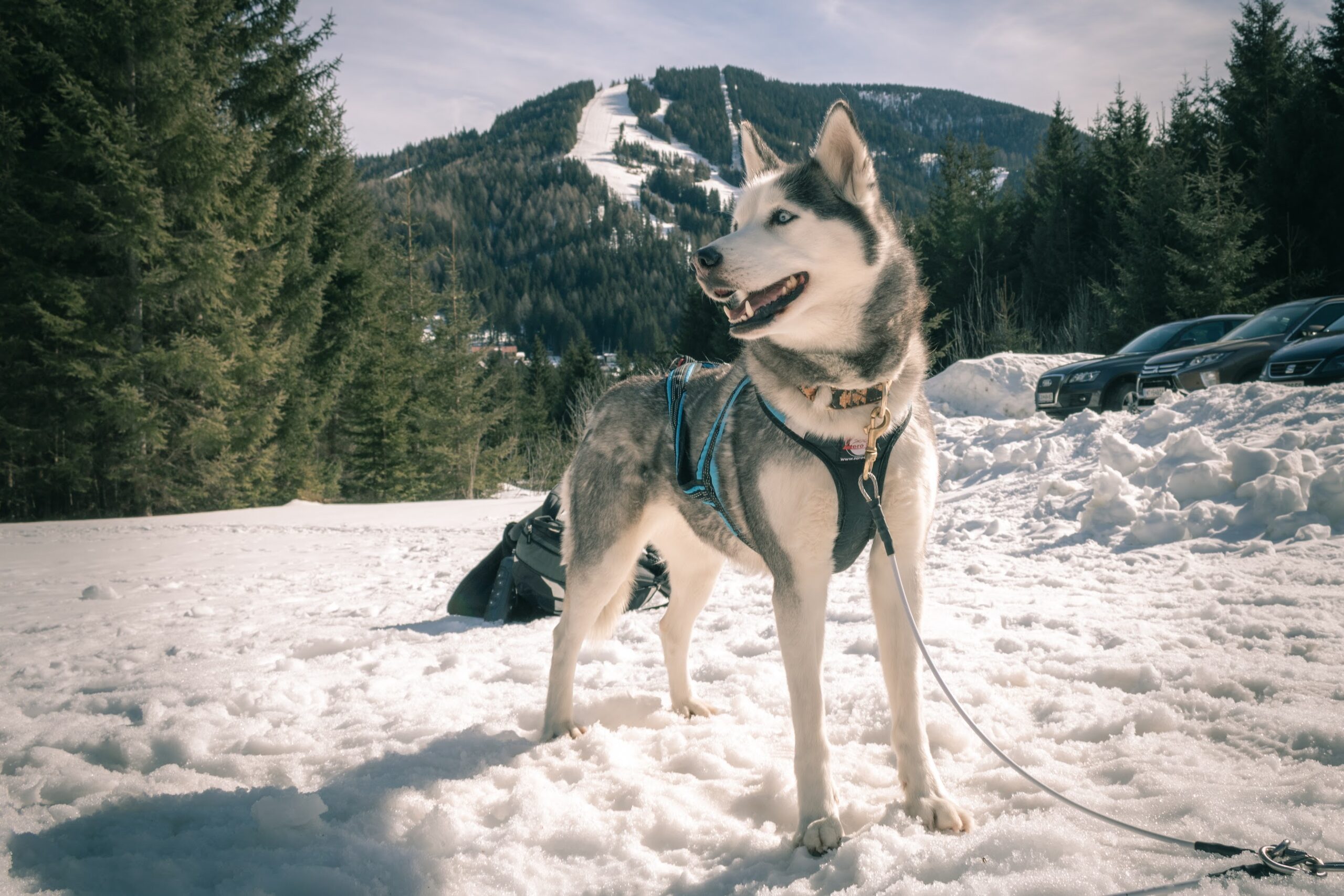 Kriterium Hund-geeignet für Wanderungen