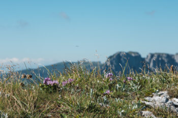 9a blumen staritzen sommer