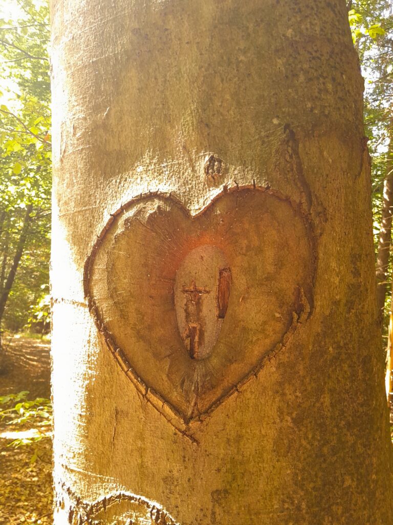 4 herz am baumstamm