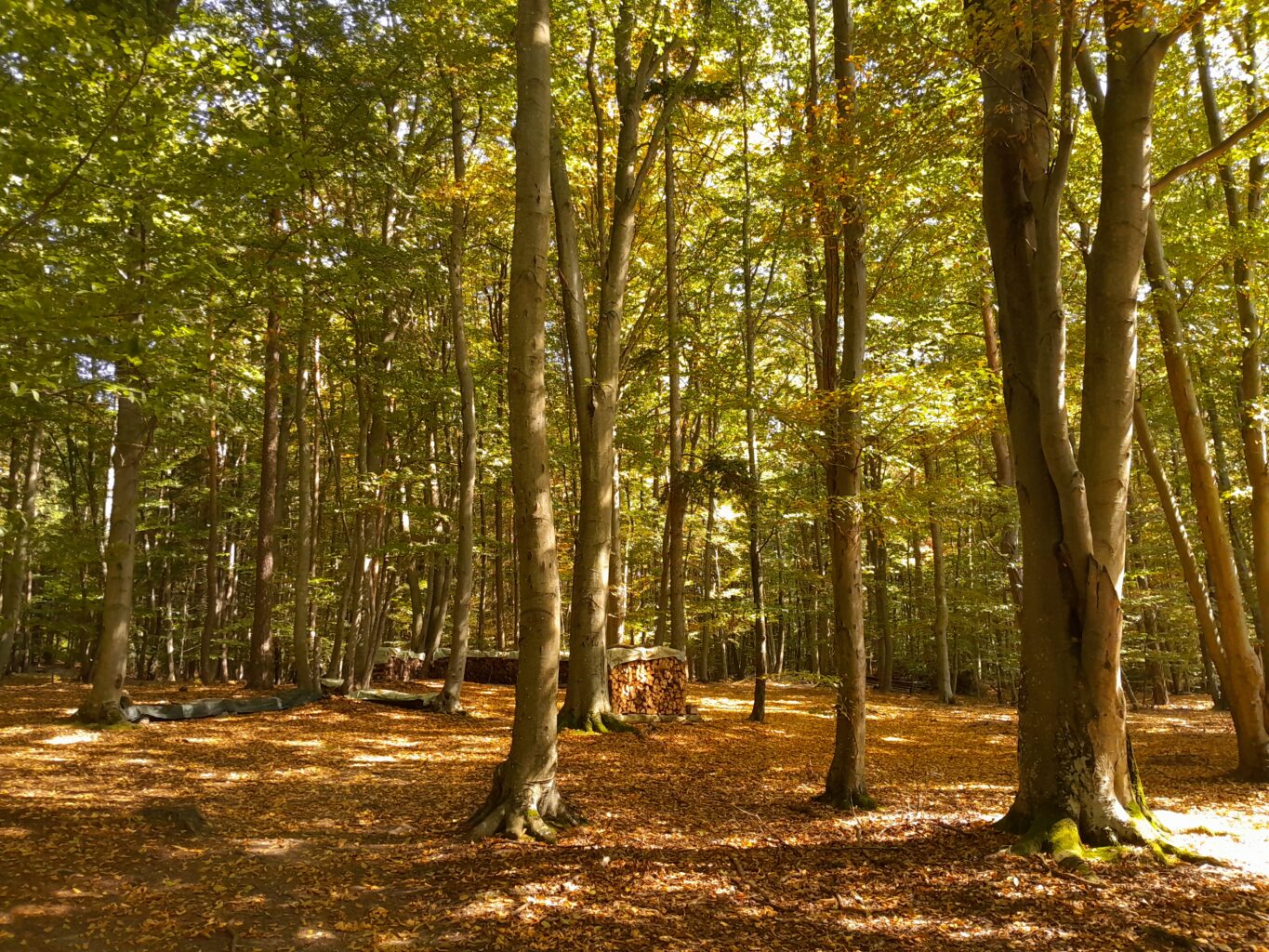 5 wald herbstboden