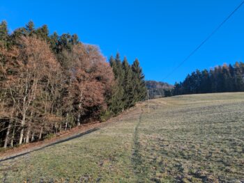 7 aufstieg wald wiese