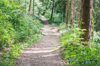 Alpenbockweg – Rein ins Vergnügen 11 11 waldweg ulrichsbergrunde