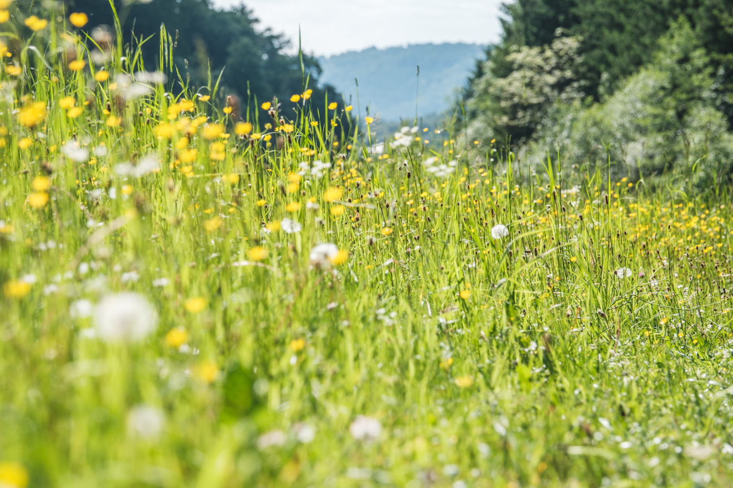 Barfußweg am Stift Rein 4 4 blumenwiese barfussweg