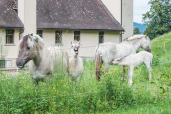 Rein in den Wald – ein Erlebnispfad 3 2 pferde stift rein