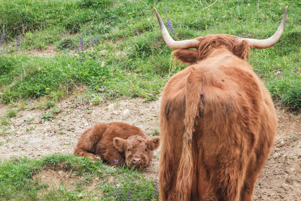Kultur- und Naturwanderweg Rein-Eisbach 8 7 hochlandrind baby mama
