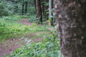 Rein in den Wald – ein Erlebnispfad 10 9 waldweg stift rein erlebnispfad