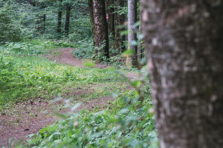 Rein in den Wald – ein Erlebnispfad - Titelbild