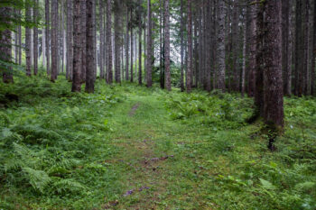 12 waldweg muehlau