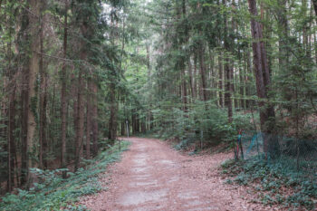 Zisterzienserweg – Wallfahrtskirche Maria Straßengel bis Stift Rein 8 7 wald strassengel