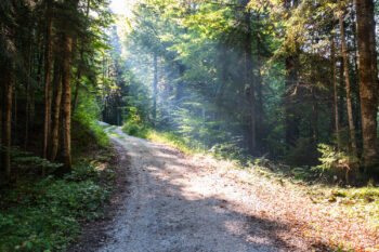 Drei-Seen-Blick-Wanderung: Grundlsee, Toplitzsee und Kammersee 3 2 wald goessl grundlsee