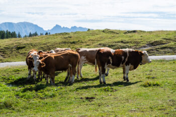 6-Seen-Wanderung auf der Tauplitzalm 24 26 kuehe tauplitzalm