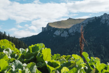 Polster (1.908 m) – Wanderung vom Präbichl als Rundweg 5 blick richtung leobner mauer