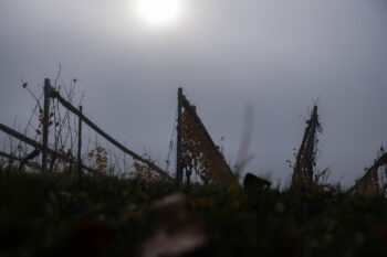 10a nebel wein theresienkapelle