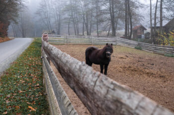 3 bauernhof pistorf ponys