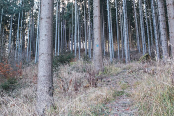 waldweg herrensteig hochanger