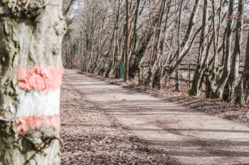 Leechwald – zwischen Hilmteich & Mariatrost 8 leechwald wanderweg