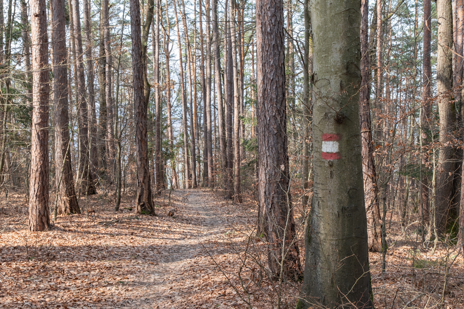 Über die Platte zur Stephanienwarte 17 18 waldweg