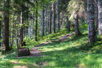1 waldweide blaaalm