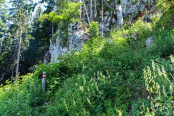 4 waldweg zur simonywarte