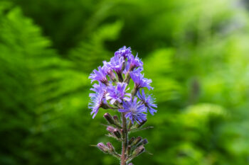 6 flora ausseerland