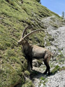 voisthalerhuette steinbock