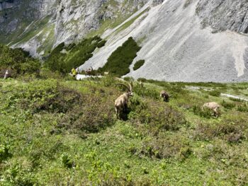 voisthalerhuette steinboecke nahe franzosenkreuz