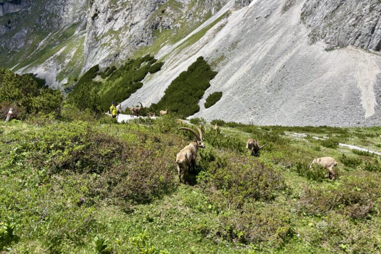 Wanderung zur Voisthaler Hütte (1.654 m) – von Seewiesen - Titelbild