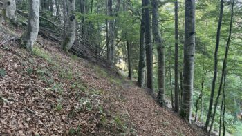 Dörfelstein (1.070 m) Rundweg von Hall 14 14 abstieg doerfelstein