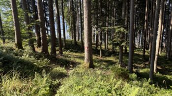 Dörfelstein (1.070 m) Rundweg von Hall 15 15 abstieg waldweg doerfelstein