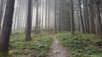 Dörfelstein (1.070 m) Rundweg von Hall 3 3 waldweg doerfelstein