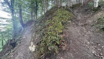 Dörfelstein (1.070 m) Rundweg von Hall 5 5 doerfelstein waldpfad